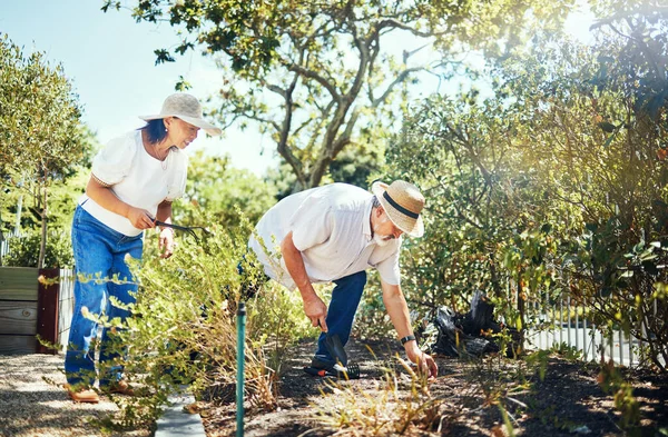 Couple, together and gardening in backyard with hat for protection from sun in summer. Asian people, man and woman with bond, love or relationship in nature, plants and tools for sustainability.
