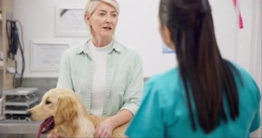 Kadın danışman veteriner, masada köpek ve tıbbi tavsiye, hayvan bakımı ve sağlık sigortası hakkında tartışma. Veteriner, Labrador köpeği ve hayvan kliniğinde ya da hastanede profesyonel yardımı olan olgun bir insan.