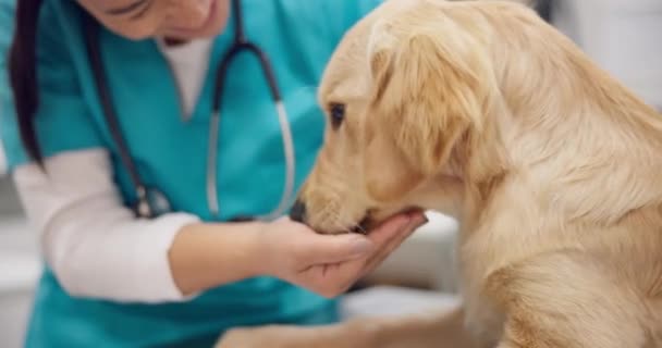 Kadın Veteriner Köpek Masayı Istişare Tıbbi Tavsiye Hayvan Bakımı Sigortası — Stok video