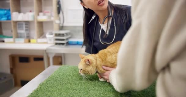 Katzenarzt Klient Und Frau Sprechen Beraten Und Plaudern Über Medizinische — Stockvideo