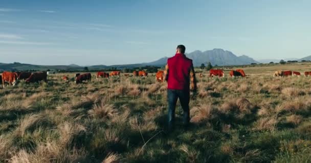 可持续性 农业和人与牛 农业和自然与景观 环境和工业 农民和带动物的人 户外和带着牲畜散步的人 农村和奶牛 — 图库视频影像