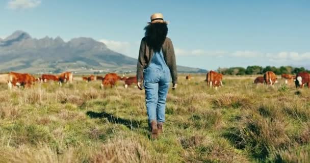 Granja Ganado Mujer Caminan Con Vacas Campo Campo Hierba Agricultura — Vídeos de Stock