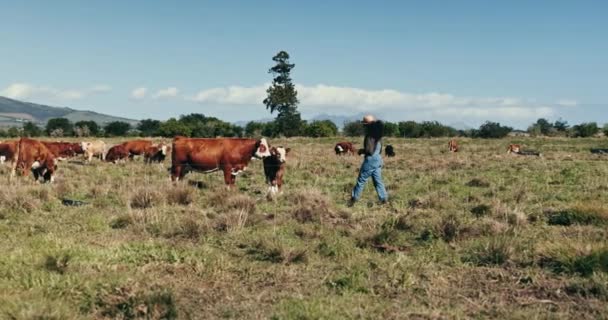 Крупный Рогатый Скот Фермер Прогулки Коровам Поле Сельской Местности Рабочих — стоковое видео