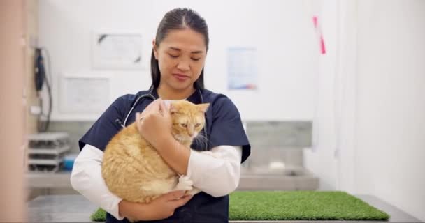 兽医和与宠物猫在保健诊所或医院护理的妇女 小猫和亚洲医疗专业人员 医生和兽医雇员的工作 检查和动物治疗 — 图库视频影像
