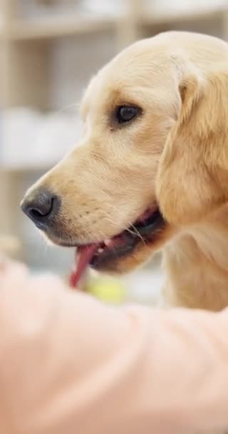 Happy Anjing Dan Anjing Dokter Hewan Kantor Atau Klinik Untuk — Stok Video