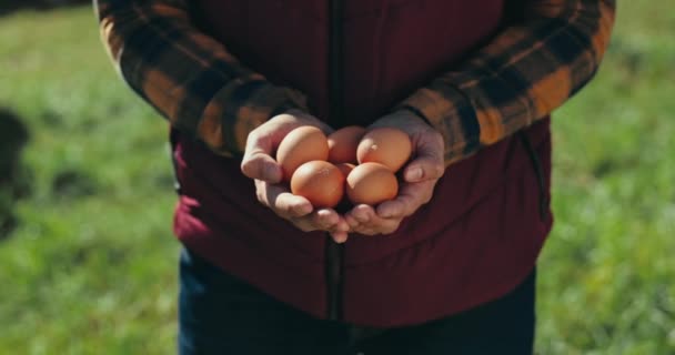 Αγρότης Γεωργία Και Αυγά Στα Χέρια Για Επιθεώρηση Πουλερικών Βιώσιμη — Αρχείο Βίντεο