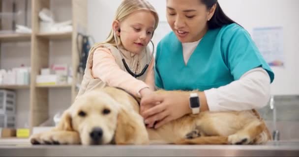 Hund Stethoskop Für Das Gesundheitswesen Und Tierarzt Mit Einer Tierhalterin — Stockvideo