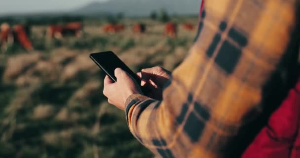 农场主 电话和奶牛在田间耕作 与自由放养的动物一起经营生态友好和可持续的业务 供电子商务 畜牧业和农业用的个人手 卖方或供应商在手机上打字 — 图库视频影像