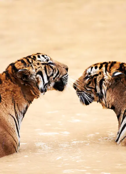 Nature, animals and tiger kiss in water at wildlife park with love, playing and freedom in jungle. River, lake or dam with playful big cat couple swimming on sustainable safari in Asian zoo together