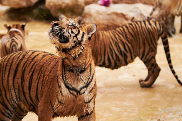 Nature, animals and tiger group in water at wildlife park with happy playing, splash and freedom in jungle. River, lake or dam with playful big cats swimming on outdoor safari in Asian zoo together