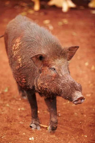 Wild boar, nature and animal walk in wildlife looking for food in agriculture or sustainable environment. Land, farm and dirty pig on sand in desert, dirt road or dune conservation or zoo in Asia