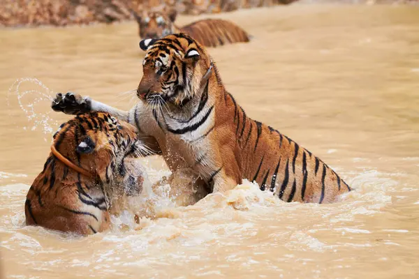 Playing, tigers and fight in water at zoo, park or together in nature with game for learning to hunt or tackle. India, Tiger and family of animals in river, lake or pool for playing in environment.