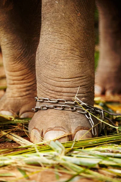 Feet in chains, closeup and elephant in jungle for capture, ivory or black market trade. Animal exploitation, torture or wildlife cruelty or abuse in Africa for poaching, disaster or ecosystem crisis.