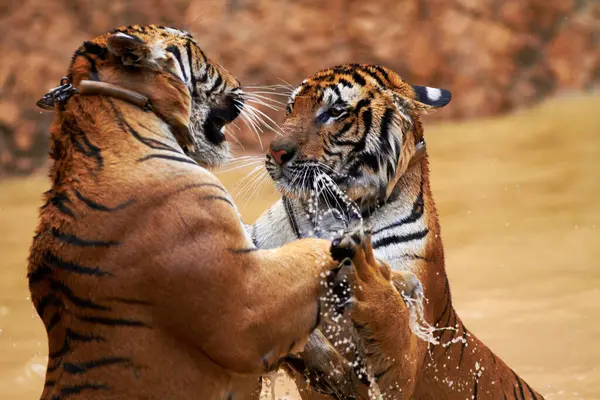 Natureza Animais Tigre Lutam Água Parque Vida Selvagem Com Diversão — Fotografia de Stock
