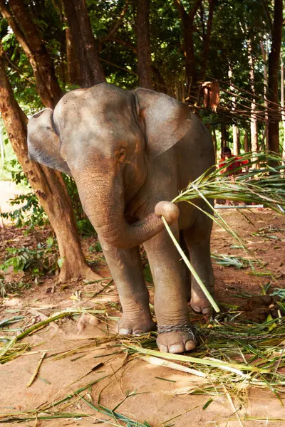 Nature Conservation Éléphant Avec Bambou Dans Une Jungle Pour Nourrir — Photo