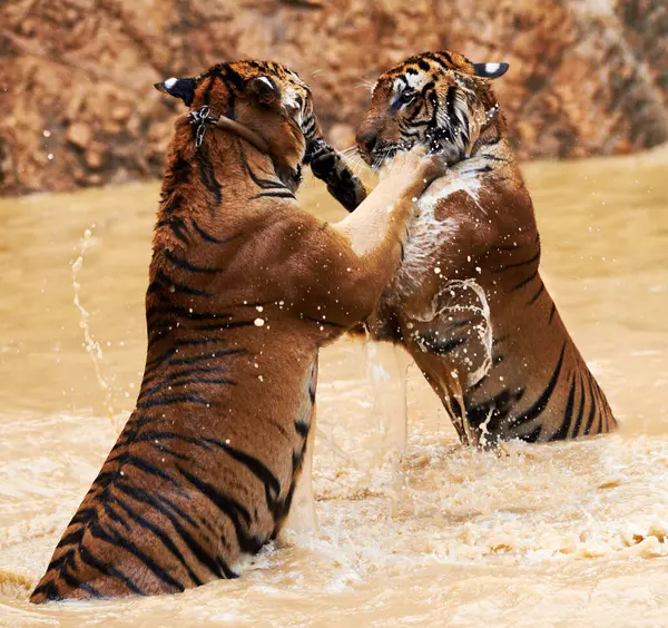Nature, animals and tiger fight in lake with playful jump in mud, fun and endangered wildlife safari. Asian big cats playing together in park, river or water in Thailand, outdoor action and power