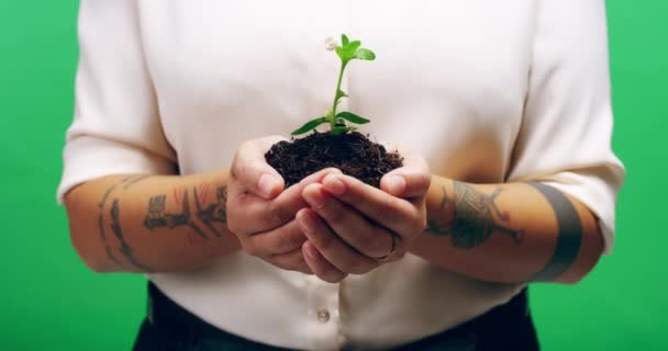 Solo Mãos Planta Ecologia Tela Verde Ambiente Crescimento Natureza Fundo — Vídeo de Stock