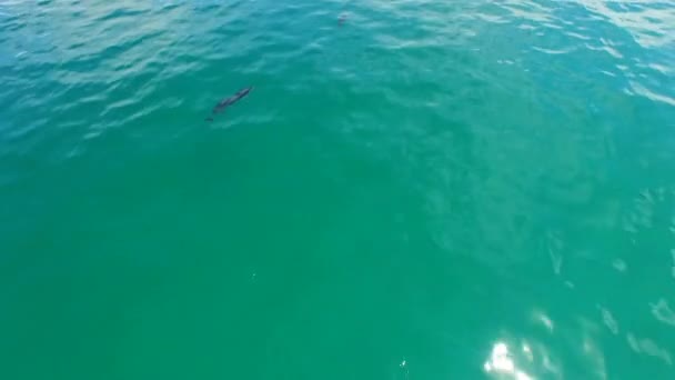 Пляж Дроны Дельфины Плавающие Океане Волны Путешествия Пейзажем Панорамой Природа — стоковое видео