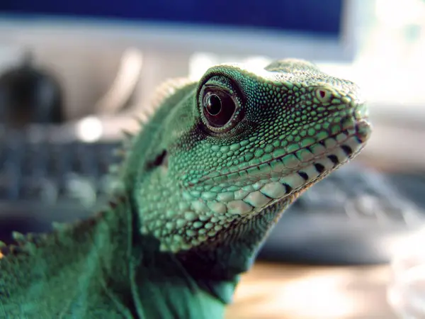 Creature Looking Closeup Iguana House Chameleon Exploring Desk Pet Home — Stock Photo, Image