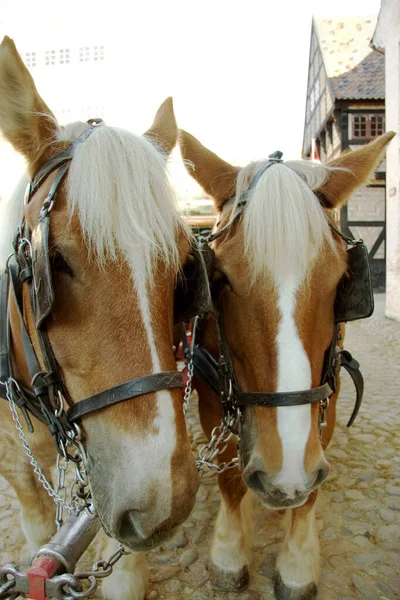 Paarden Wandelen Gezicht Buiten Met Hoofdstel Voor Vervoer Middeleeuwse Stad — Stockfoto