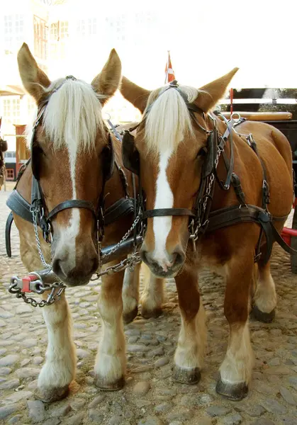 Caminhadas Cavalos Viagens Com Carruagem Vintage Para Cidade Medieval Desfile — Fotografia de Stock