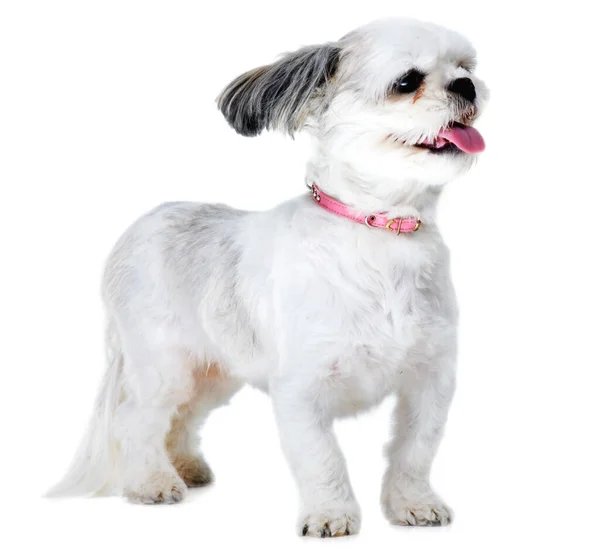 Animal Pet Excited Dog White Background Studio Adoption Playing Fun — Stock Photo, Image