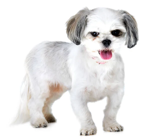 Retrato Mascota Perro Sobre Fondo Blanco Estudio Para Adopción Rescate Imagen de stock