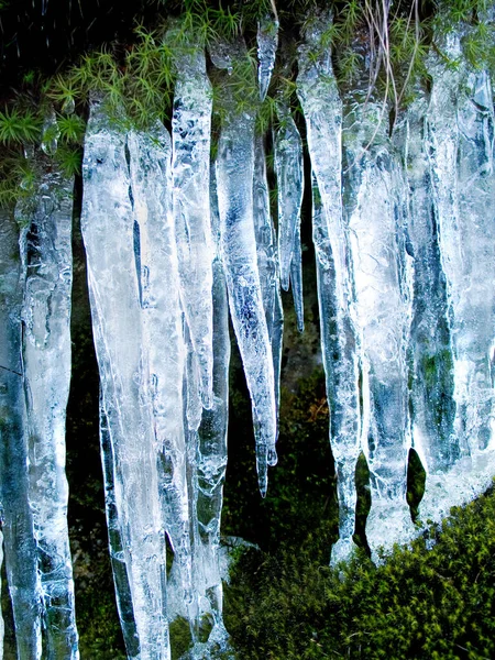 Icicles Plant Moss Cliff Outdoor Nature Waterfall Mountain Ecology Winter — Stock Photo, Image
