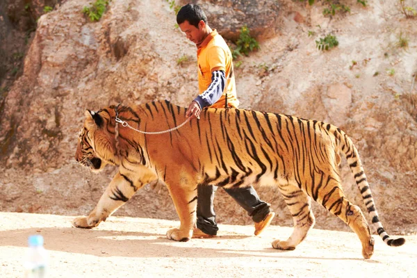 Zoo, wildlife and man with a tiger for circus with a chain by a for majestic entertainment. Animal, feline and an exotic big cat walking with a male trainer in an outdoor habitat or conservation