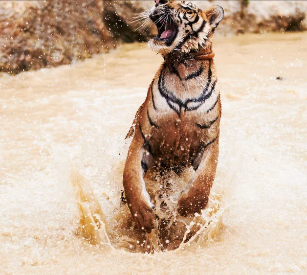 Nature, animals and tiger playing in water at wildlife park with happy cub, splash and freedom in jungle. River, lake or dam with big cat, playful swimming and jumping at outdoor safari in Asian zoo.