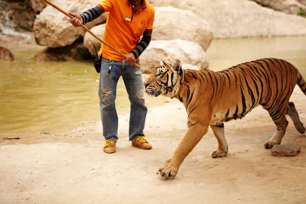 Zoológico Vida Silvestre Hombre Con Tigre Para Entrenar Con Palo —  Fotos de Stock