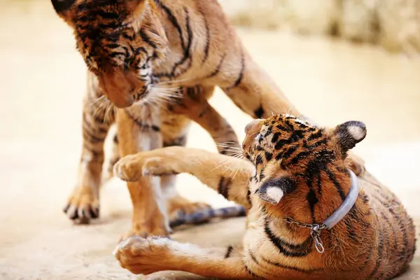 Tigrar Lek Och Utomhus Naturen Ett Zoo För Majestätisk Underhållning — Stockfoto