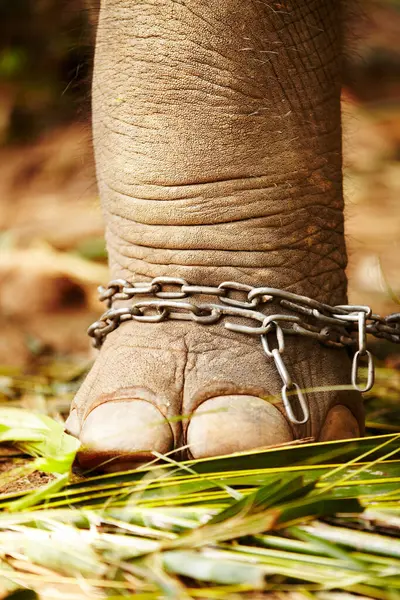 Pieds Dans Les Chaînes Gros Plans Cruauté Des Éléphants Dans — Photo
