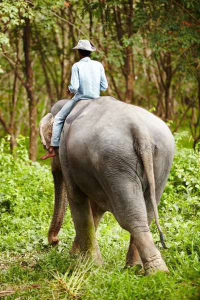 Nature, animal and man travel on elephant in forest for rescue, conservation and wildlife park. Sanctuary, tropical and person in environment, natural ecosystem and outdoors in Thailand for tourism.
