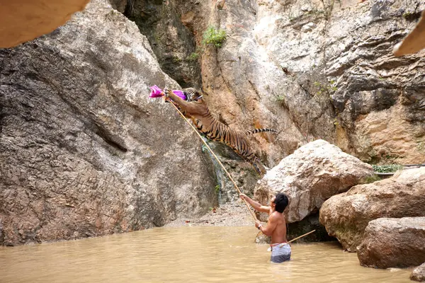 Zoológico Tigre Saltar Para Comer Agua Río Entrenador Piscina Con — Foto de Stock