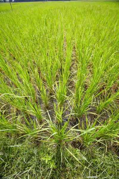 Groot Gras Tarwe Landbouw Het Bedrijf Voor Oogst Hulpbronnen Gewassen — Stockfoto