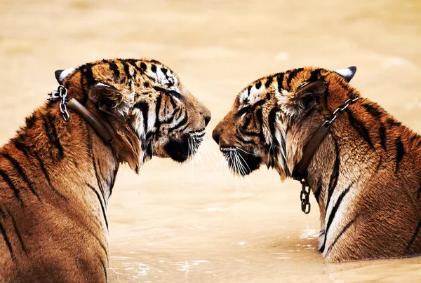 大自然 大猫和老虎在野生动物公园的水里亲吻 在丛林中带着爱 玩耍和自由 亚洲动物园内游玩的动物一起在户外游泳池游泳的河流 湖泊或大坝 — 图库照片
