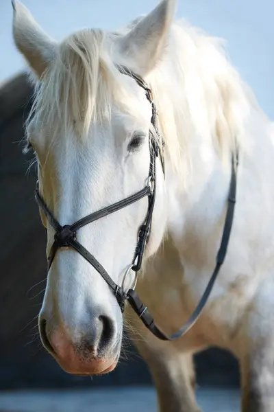 White Horse Portrait Closeup Outdoor Riding Strap Equestrian Farm Ranch — Stock Photo, Image