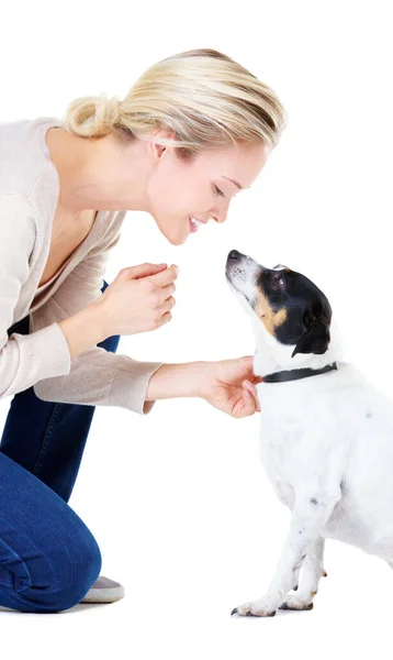 Woman Teaching Studio Jack Russell Dog Silence Learning Care White — Stock Photo, Image