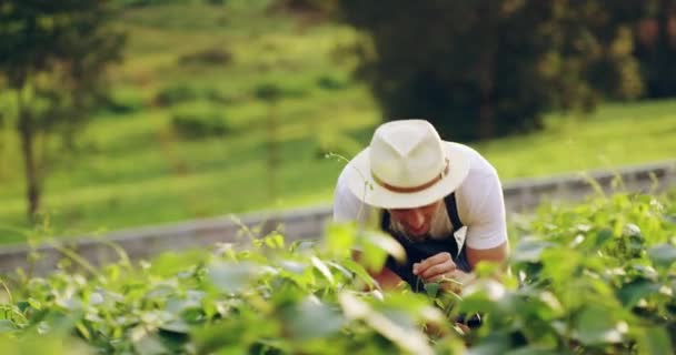 사람은 농장의 잎사귀 냄새를 맡는다 농부는 농업을 농작물을 조사한다 — 비디오