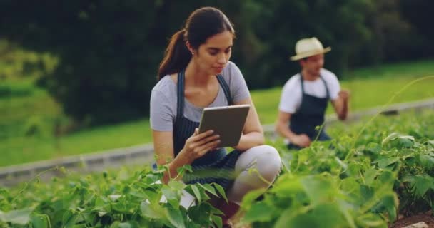 Landwirtschaft Bauernhof Und Paar Mit Tablet Inspektion Und Checkliste Für — Stockvideo