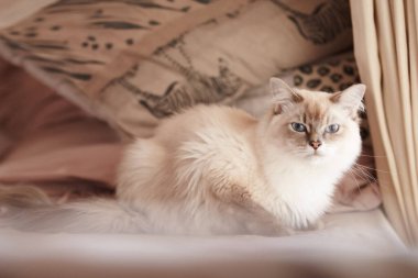 Cat, rahatla ve evdeki kanepede sağlıklı bir evcil hayvanla birlikte oturma odasında portre çiz. Sakin, kedi yavrusu ve İran kedisinin gri kürkü huysuz, huysuz ya da yorgun bir hayvanın uykulu yüzüyle evde oturuyor..