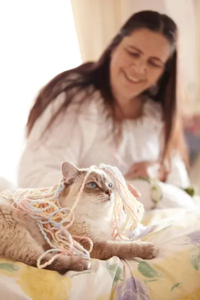 玩耍和女人在家里为宠物编织 活动或有趣的游戏毛 人和猫在客厅里 毛线和滑稽的玩具 主人笑着对猫咪笑着 — 图库照片
