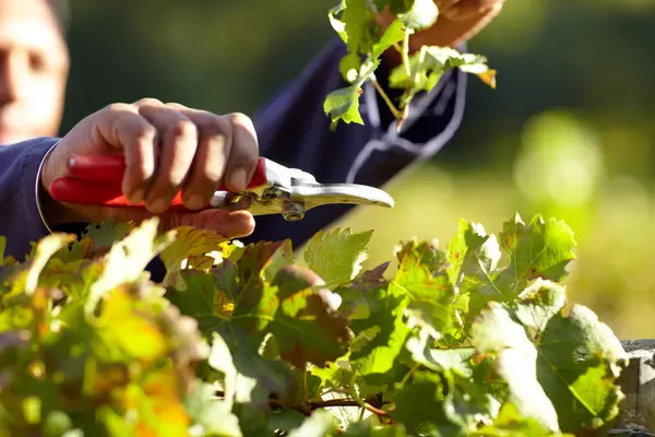 Ruce Listy Vinicích Zemědělství Osoba Sklizní Pro Vinařský Průmysl Nástroje — Stock fotografie