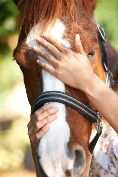 ボンドや牧場 田舎でリラックスするための自然の中で馬のストローク サポートまたは手 愛のための夏の自由 または休暇のための動物のクローズアップ 人または触れること — ストック写真