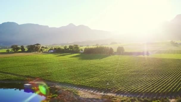 Drone Viñedo Lente Destellos Con Naturaleza Verano Campo Con Aire — Vídeos de Stock