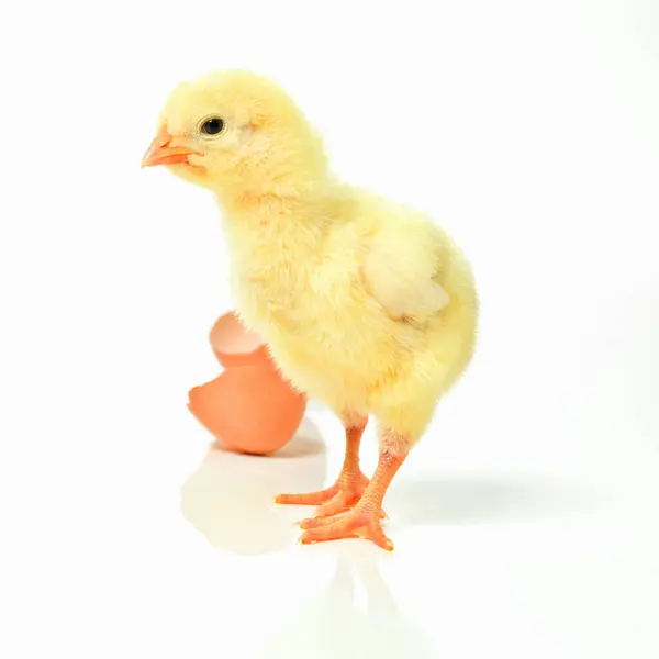 Which Came First Chicken Egg Studio Shot Fluffy Chick Standing — Stock Photo, Image