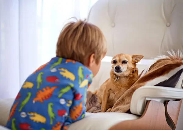 Tuijotuskilpailu Pieni Poika Katselee Koiraansa Sohvalla — kuvapankkivalokuva