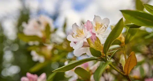 Rhododendron Garden Flowers May — Foto de Stock