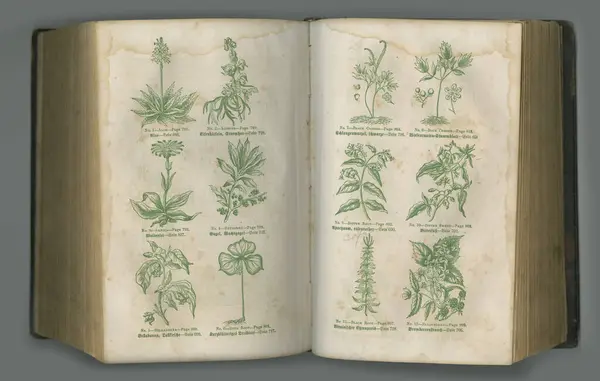 Botanisch Dagboek Een Oud Biologie Boek Met Tentoongestelde Pagina — Stockfoto